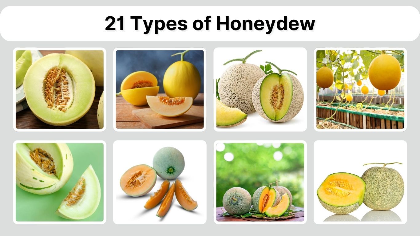 21 Types of Honeydew: Identification with Pictures