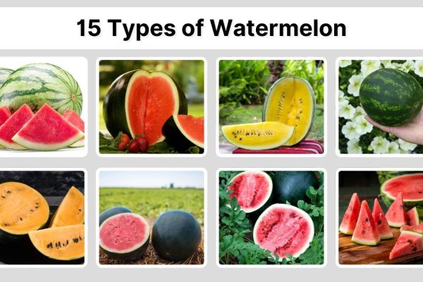 15 Types of Watermelon: Identification with Pictures