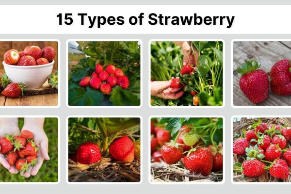 15 Types of Strawberry: Identification with Pictures