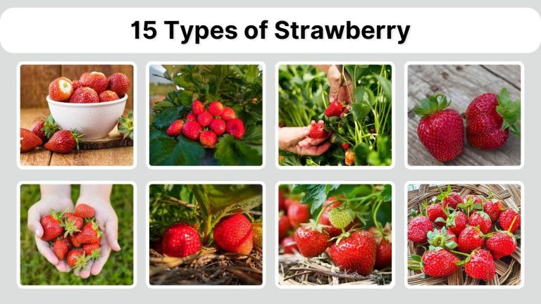 15 Types of Strawberry: Identification with Pictures