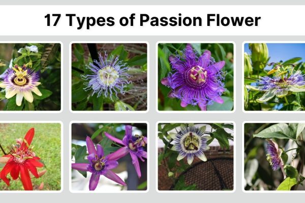 17 Types of Passion Flower: Names, Colors, and Floral Beauty
