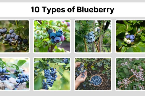 10 Types of Blueberry: Identification with Pictures