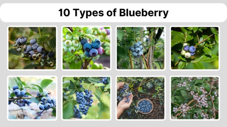 10 Types of Blueberry: Identification with Pictures