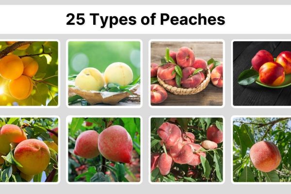 25 Types of Peaches: Identification with Pictures