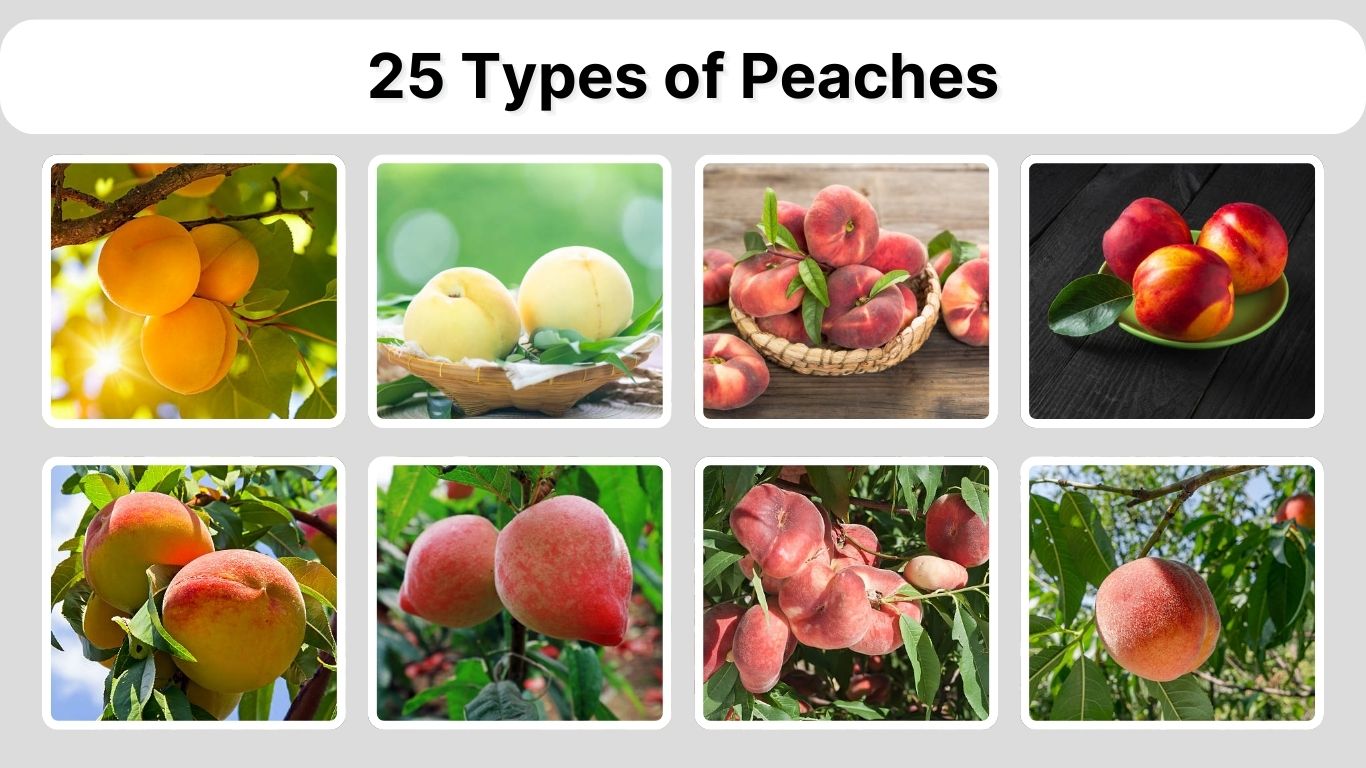 25 Types of Peaches: Identification with Pictures