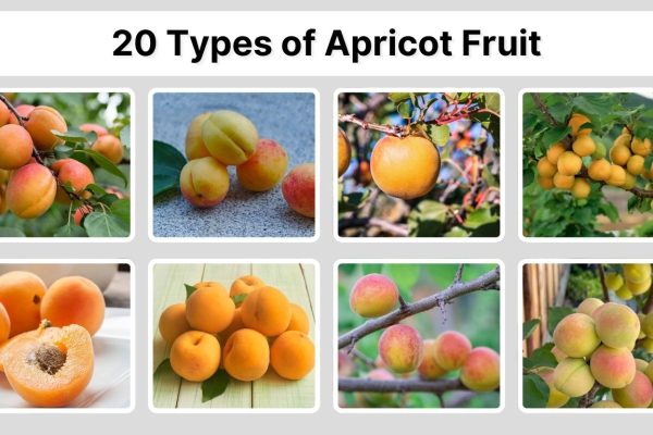 20 Types of Apricot Fruit: Identification with Pictures