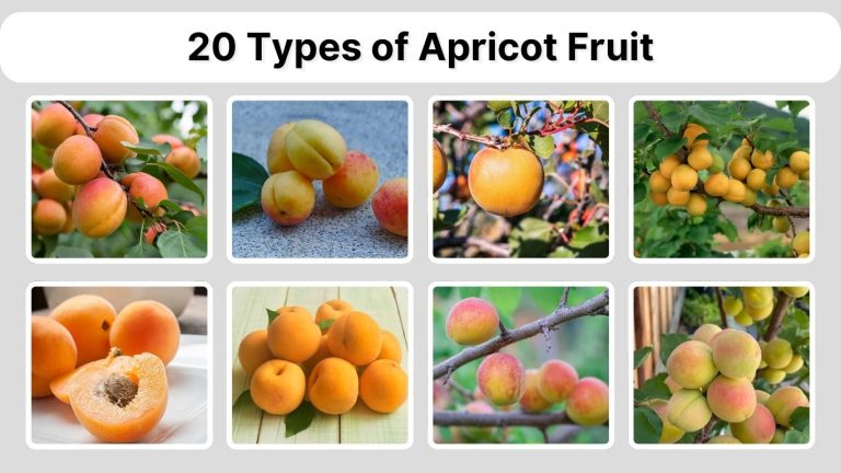20 Types of Apricot Fruit: Identification with Pictures