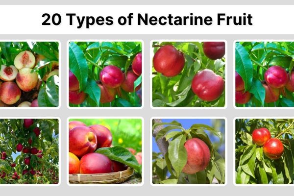 20 Types of Nectarine Fruit: Identification with Pictures