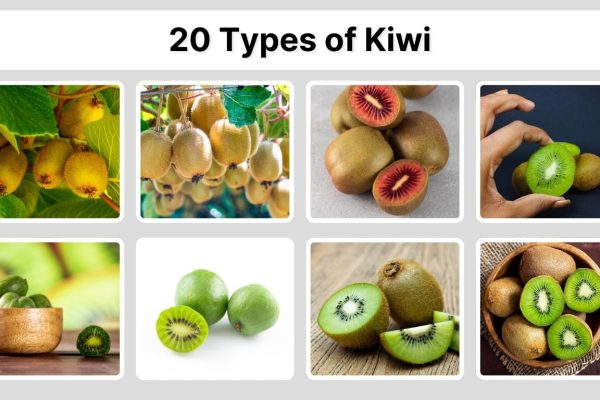 20 Types of Kiwi: Identification with Pictures