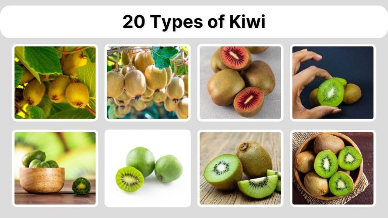20 Types of Kiwi: Identification with Pictures