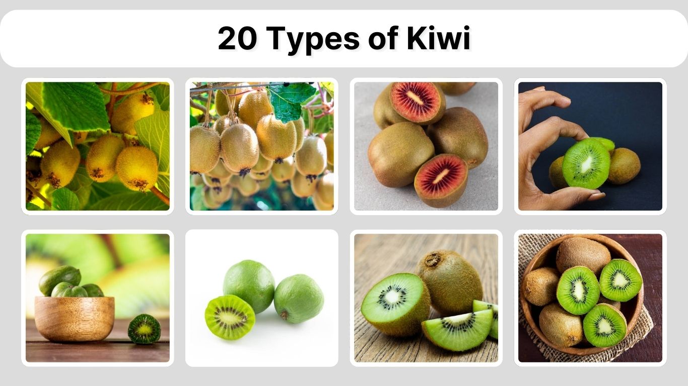 20 Types of Kiwi: Identification with Pictures