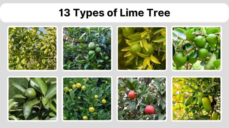 13 Types of Lime Tree: Species, Identification with Picture