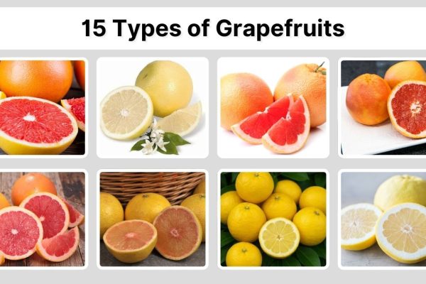 15 Types of Grapefruits: Species, Identification with Picture