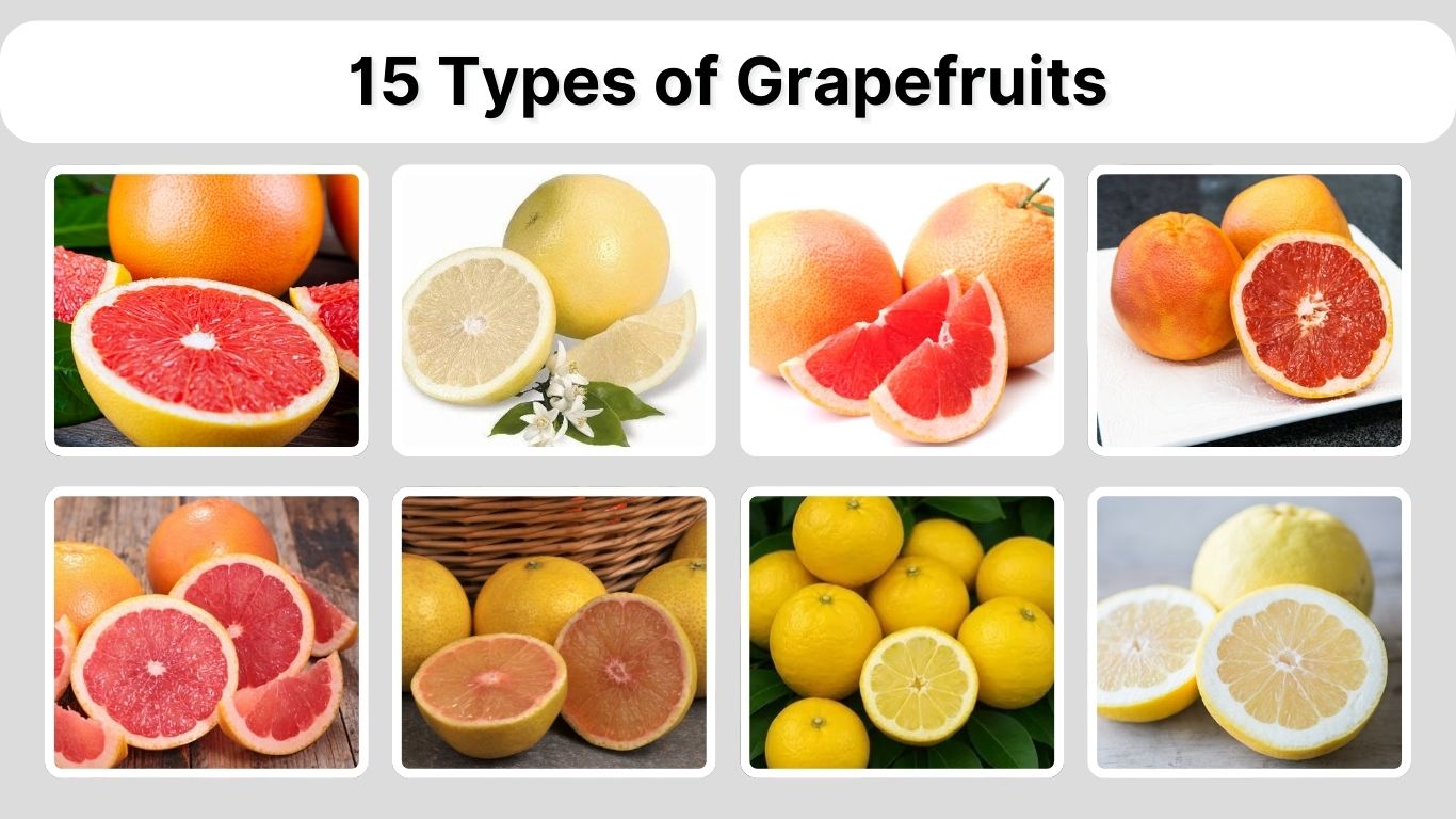 15 Types of Grapefruits: Species, Identification with Picture