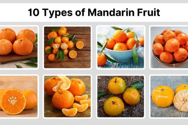 10 Types of Mandarin Fruit: Species, Identification with Picture