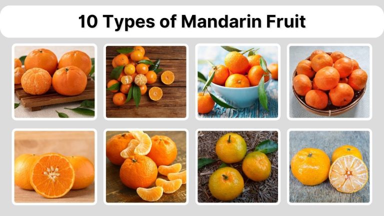 10 Types of Mandarin Fruit: Species, Identification with Picture