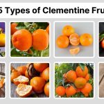 15 Types of Clementine Fruit: Species, Identification with Picture