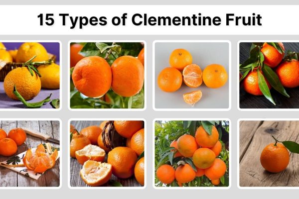 15 Types of Clementine Fruit: Species, Identification with Picture