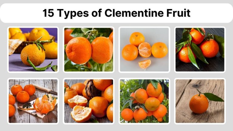 15 Types of Clementine Fruit: Species, Identification with Picture