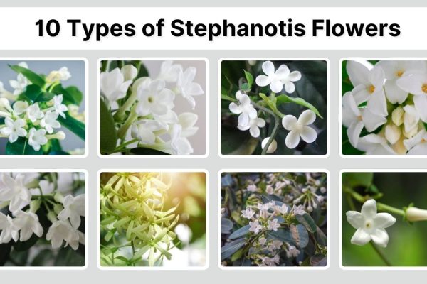 10 Types of Stephanotis Flowers: Identification With Names & Images 