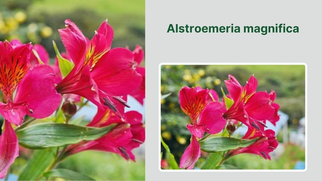 Alstroemeria magnifica