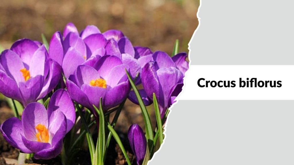 Crocus biflorus