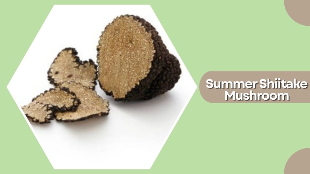Summer Shiitake Mushroom