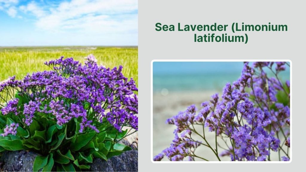 Sea Lavender (Limonium latifolium)