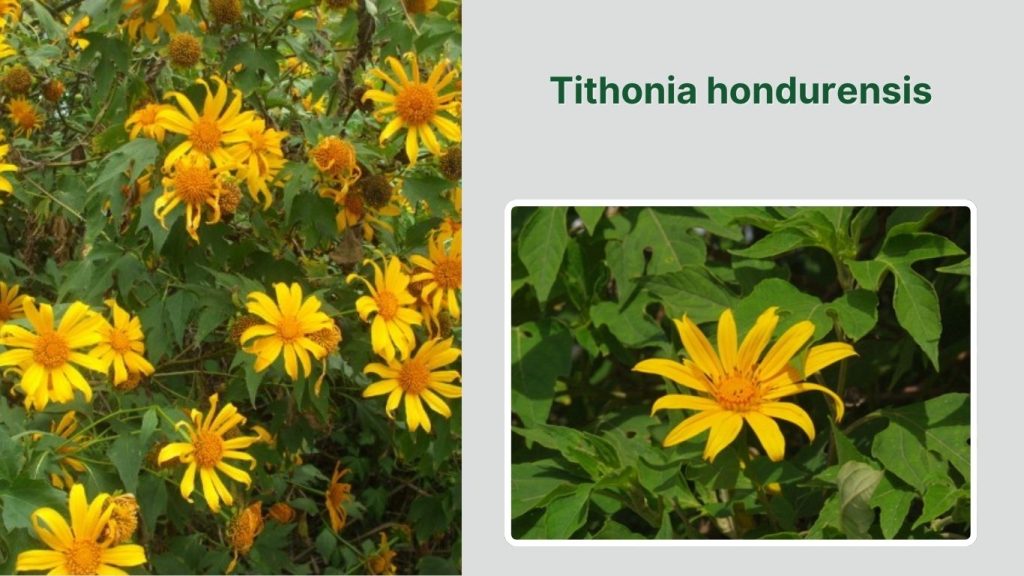 Tithonia hondurensis