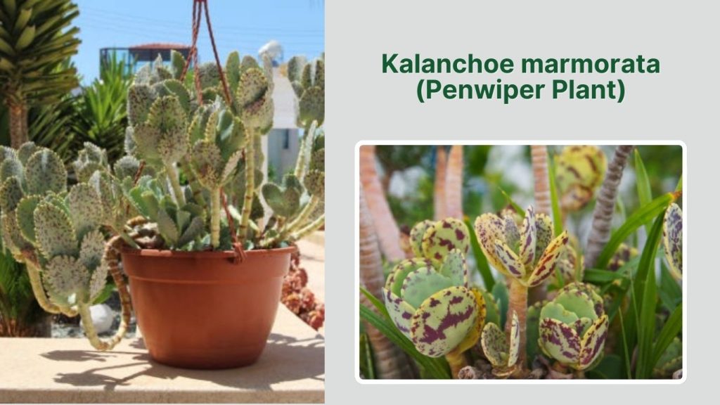 Kalanchoe marmorata (Penwiper Plant)
