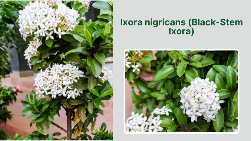 Ixora nigricans (Black-Stem Ixora)