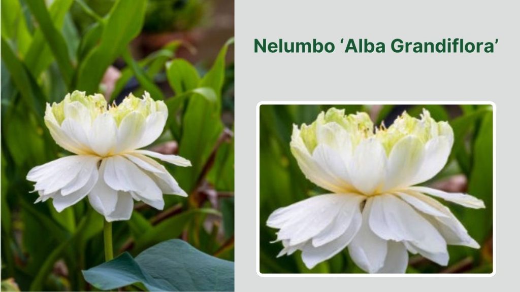  Nelumbo ‘Alba Grandiflora’