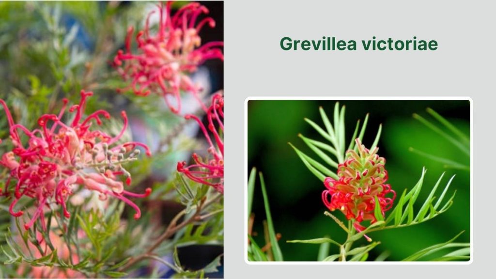  Grevillea victoriae