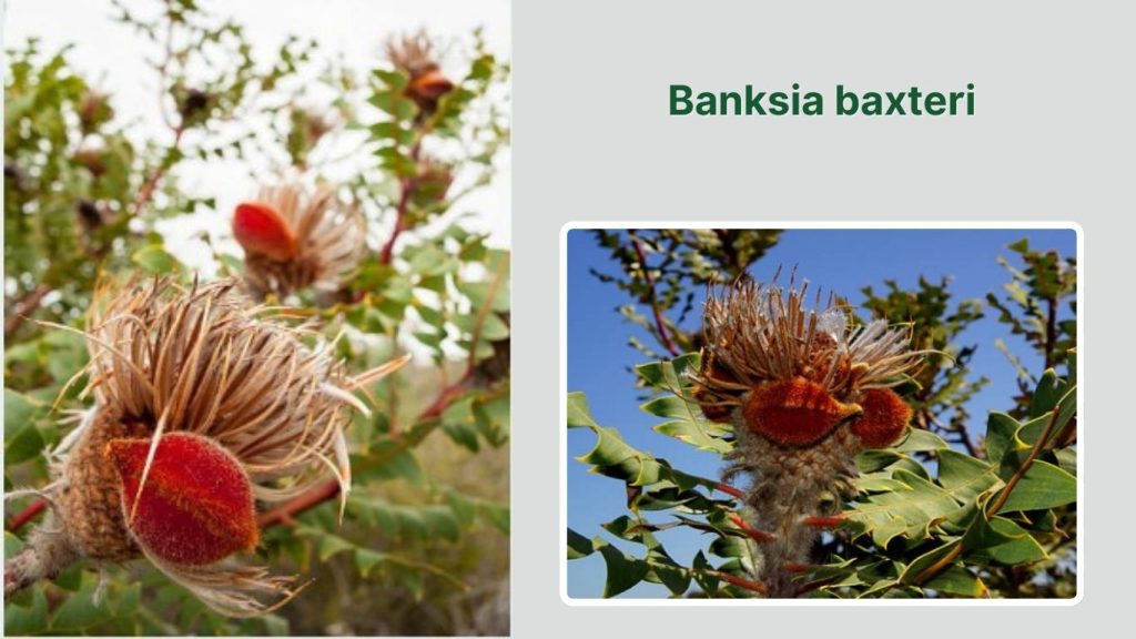 Banksia baxteri 