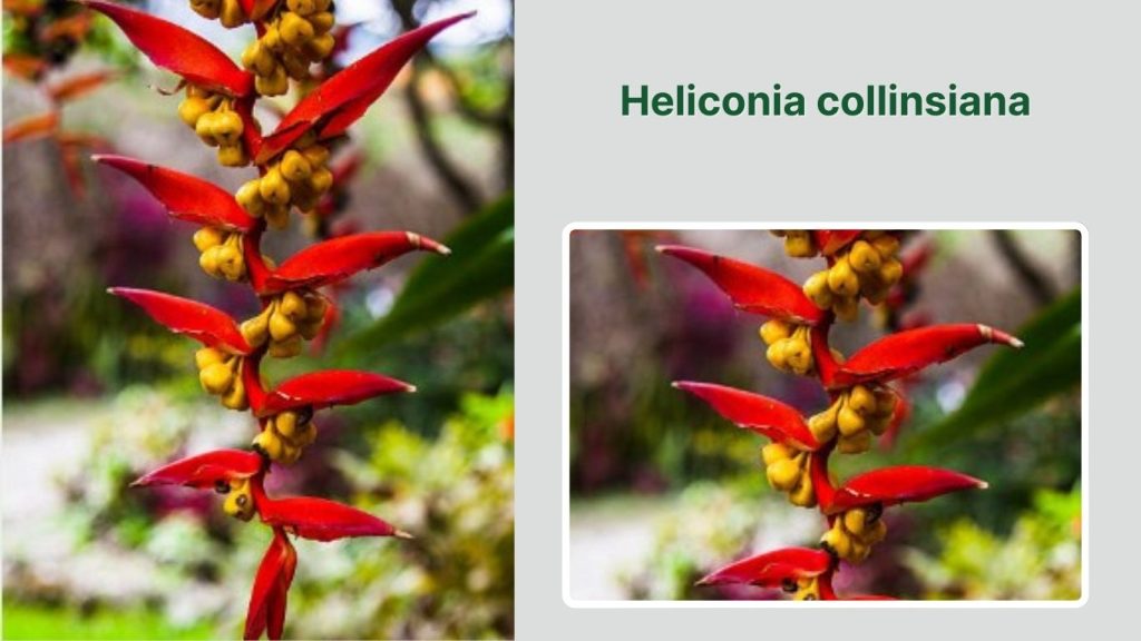 Heliconia collinsiana 