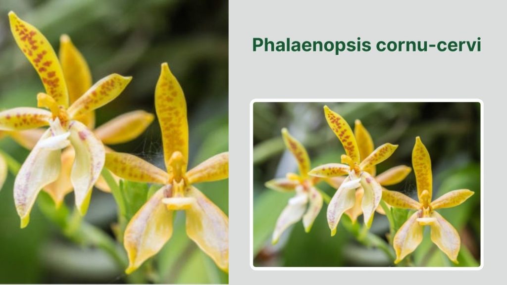 Phalaenopsis cornu-cervi