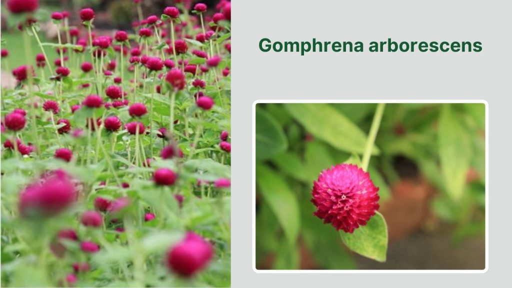 Gomphrena arborescens