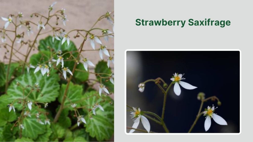 Strawberry Saxifrage 