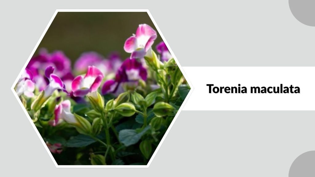 Torenia maculata