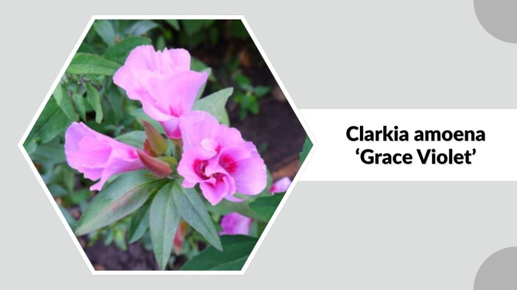 Clarkia amoena ‘Grace Violet’