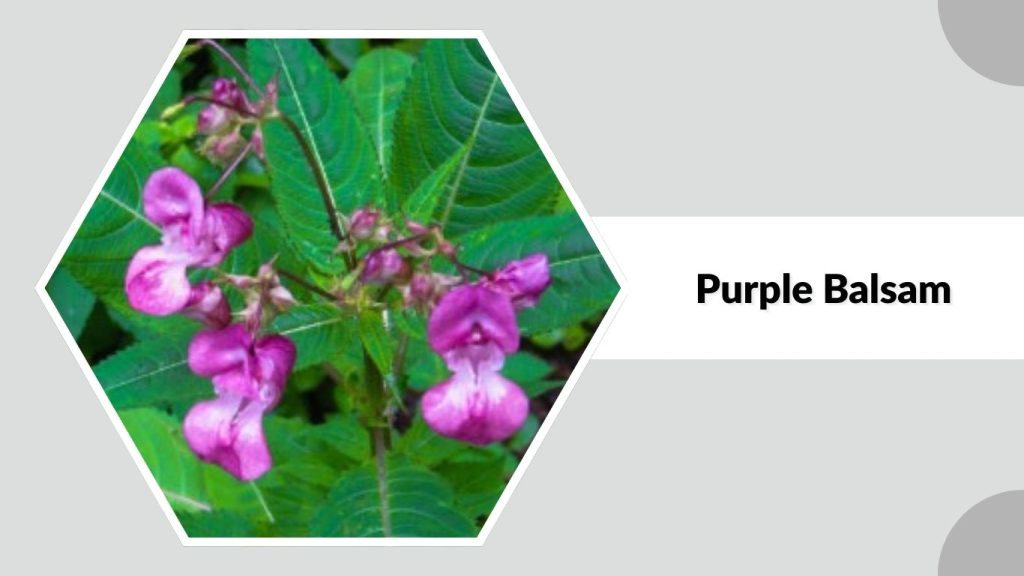 Purple Balsam