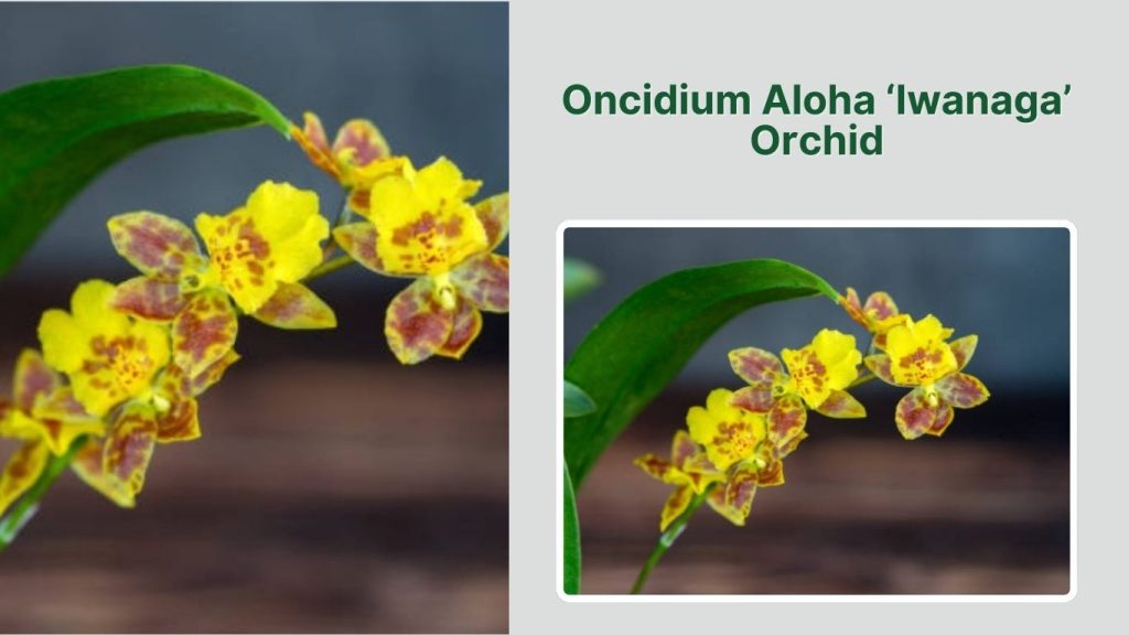 Oncidium Aloha ‘Iwanaga’ Orchid