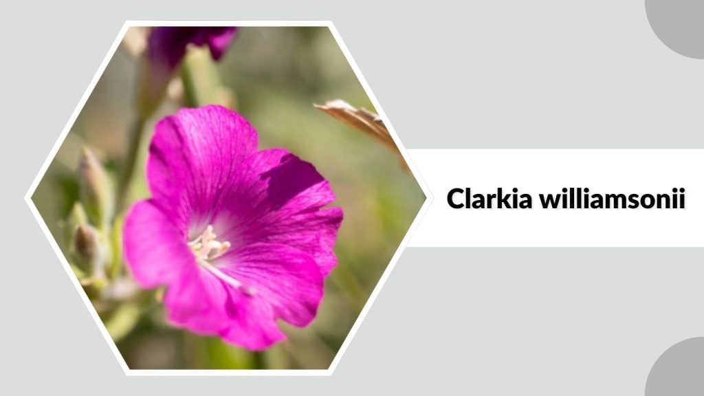 Clarkia williamsonii