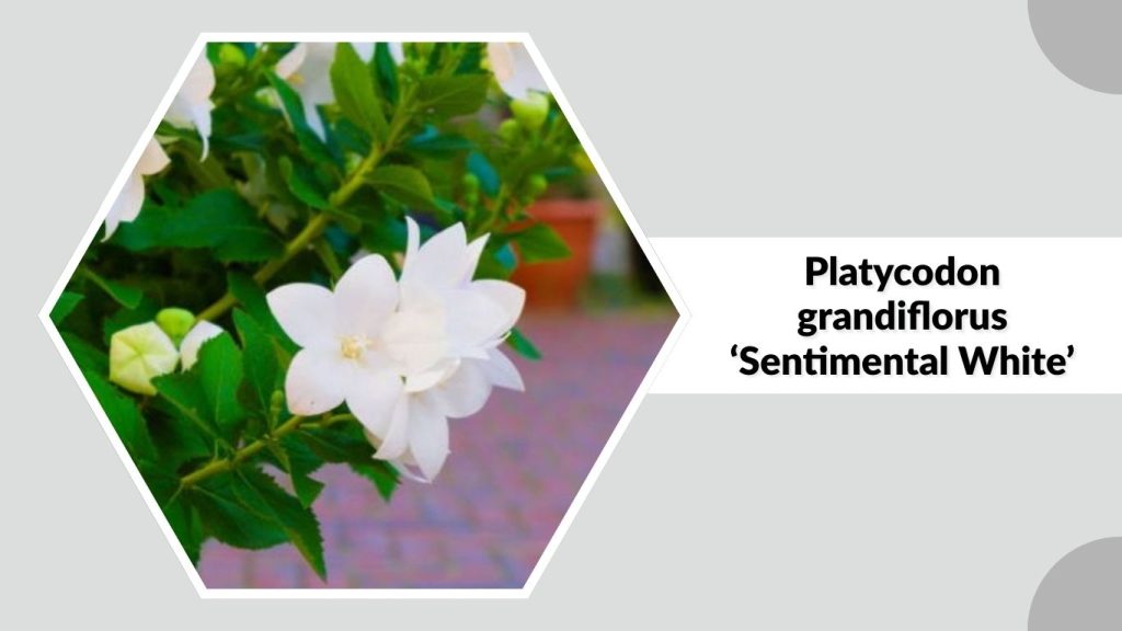 Platycodon grandiflorus ‘Sentimental White’