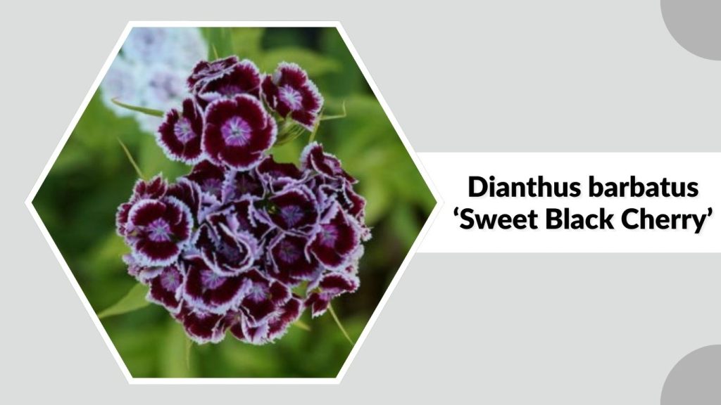 Dianthus barbatus ‘Sweet Black Cherry’