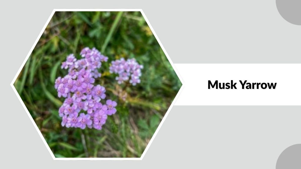 Musk Yarrow 
