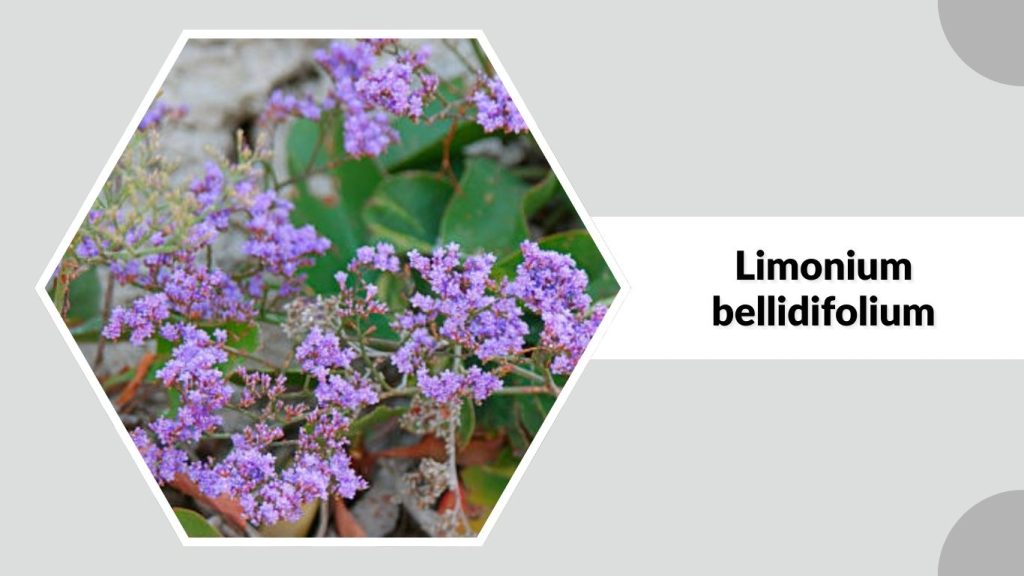 Limonium bellidifolium
