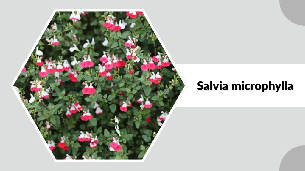 Salvia microphylla