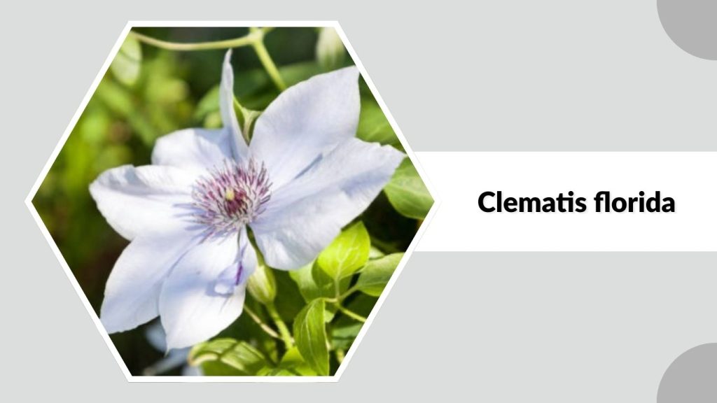 Clematis florida
