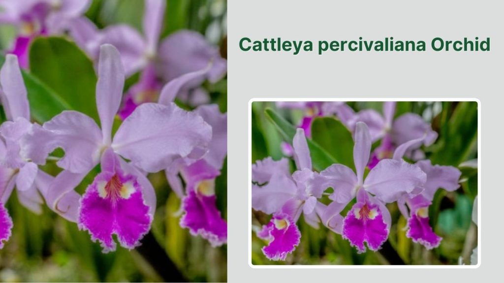Cattleya percivaliana Orchid